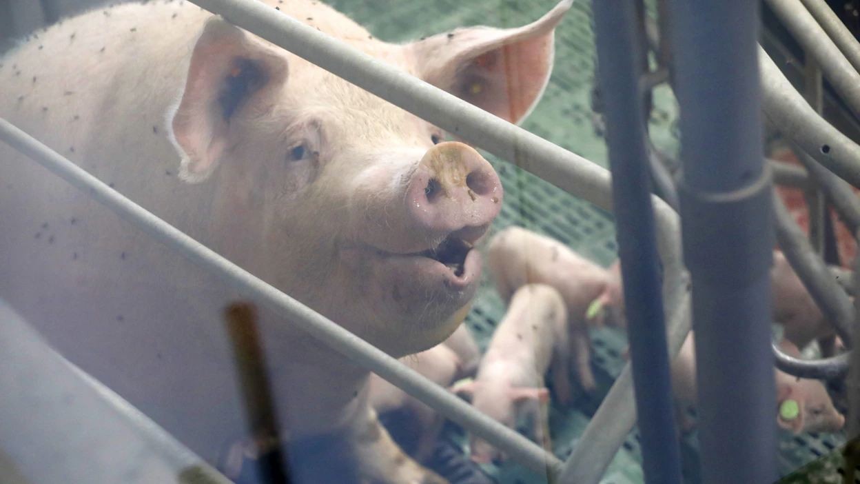 Vehmaalainen Pirteä porsas oy on mukana pilotoimassa 36-kohtaista vastuullisuusindeksiä, jossa huomioidaan muun muassa luontovaikutukset, taloudellinen ja sosiaalinen vastuu, eläinten hyvinvointi ja bioturvallisuus.