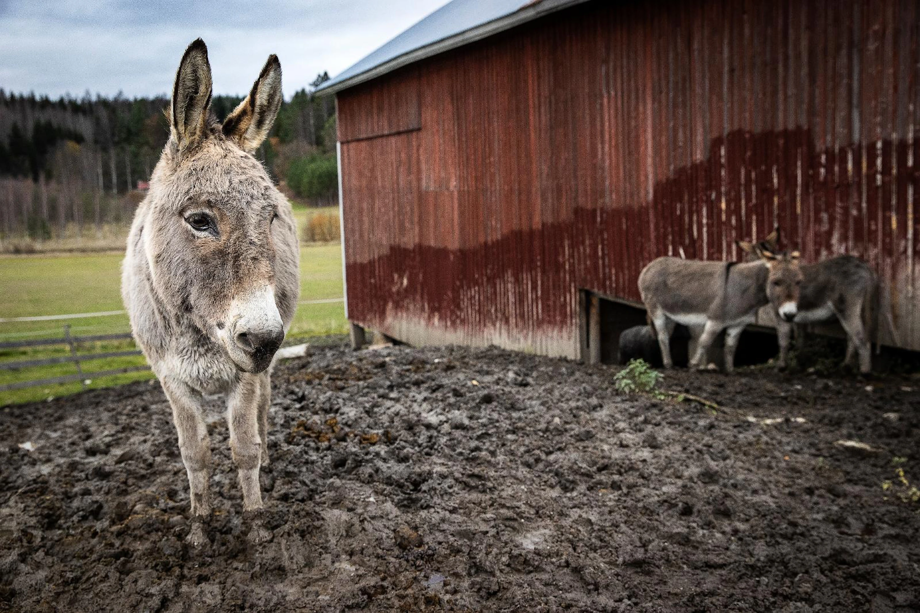 Pariskunnan ensimmäinen aasinhankintareissu jäi viimeiseksi, sillä yhden sijaan karvakorvia tuli ostettua kaksi ja puoli. Lauma tuli kerralla valmiiksi.