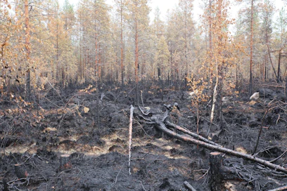 Kaikkiaan lähes 230 hehtaaria metsää tuhoutui heinäkuussa Kalajoella syttyneessä metsäpalossa.