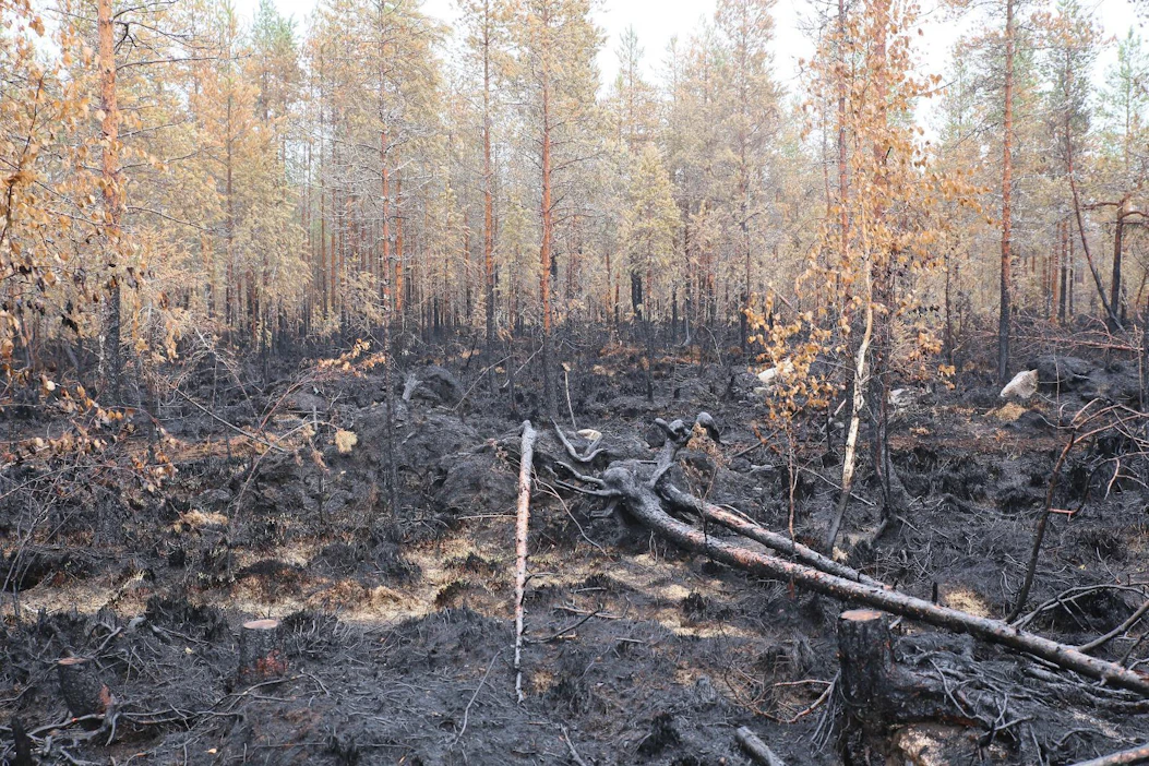 Kaikkiaan lähes 230 hehtaaria metsää tuhoutui heinäkuussa Kalajoella syttyneessä metsäpalossa.