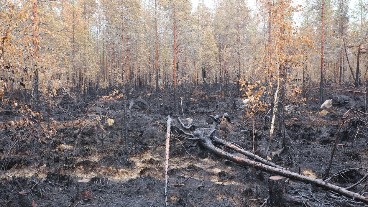 Kaikkiaan lähes 230 hehtaaria metsää tuhoutui heinäkuussa Kalajoella syttyneessä metsäpalossa.