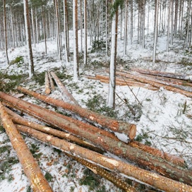 Viime vuoden lopun reipas puukauppojen vauhti jatkui tammikuussa.
