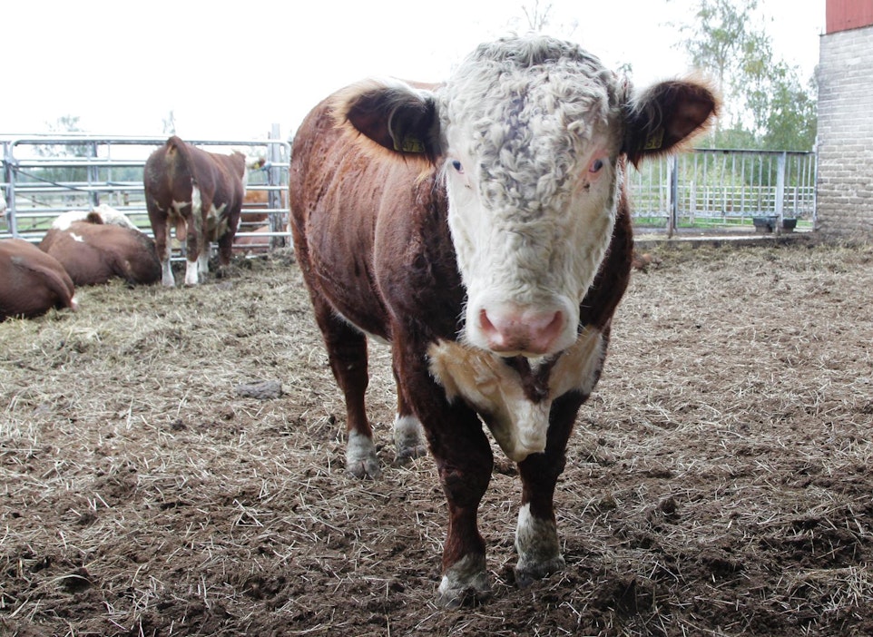 Osuuspääoman korot maksetaan kesäkuussa.