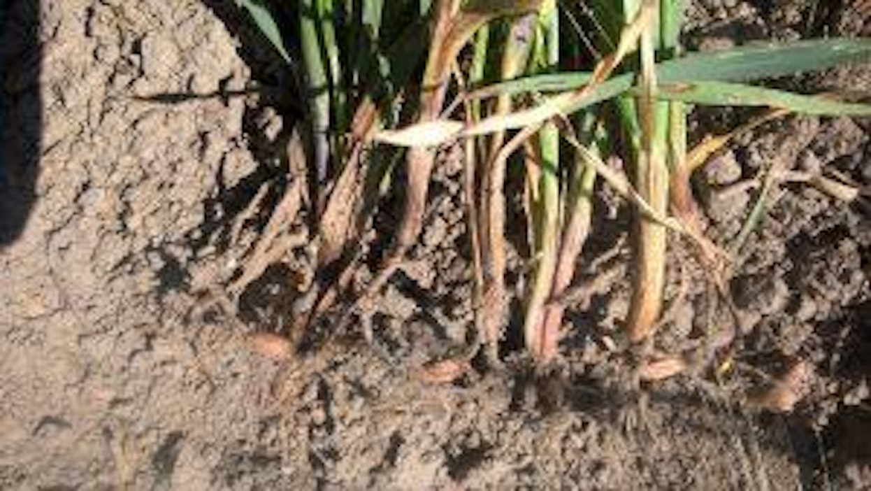 Tyvitautien oireita mallasohrassa Liedossa