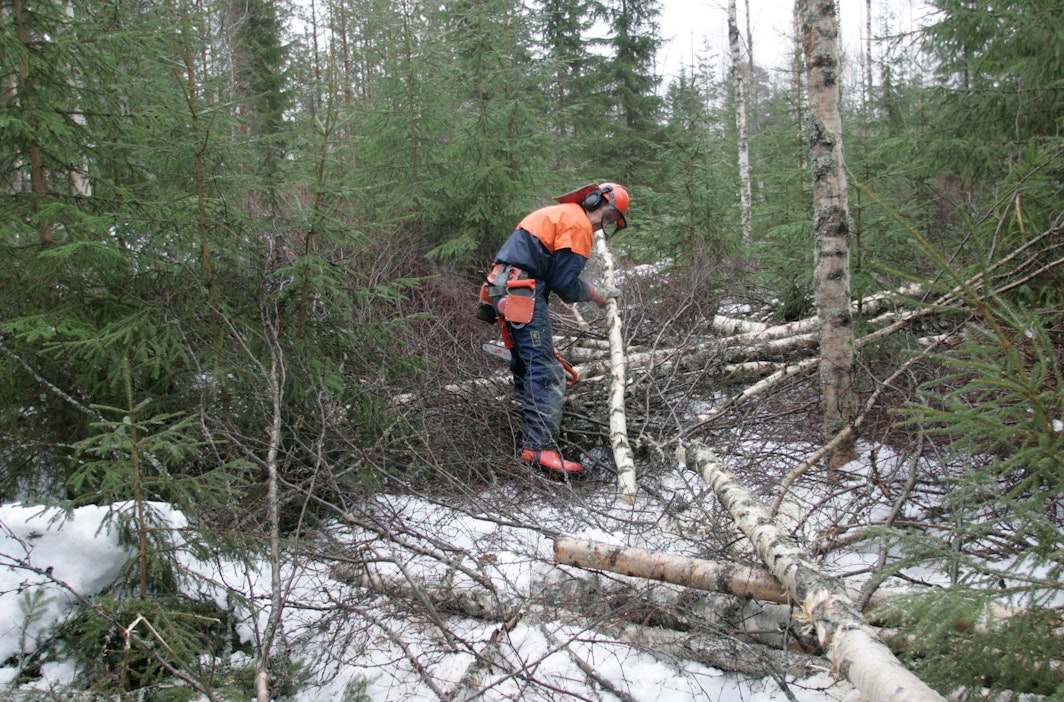 Suurin osa Kemera-tuesta käytettiin nuorten metsien hoitoon.