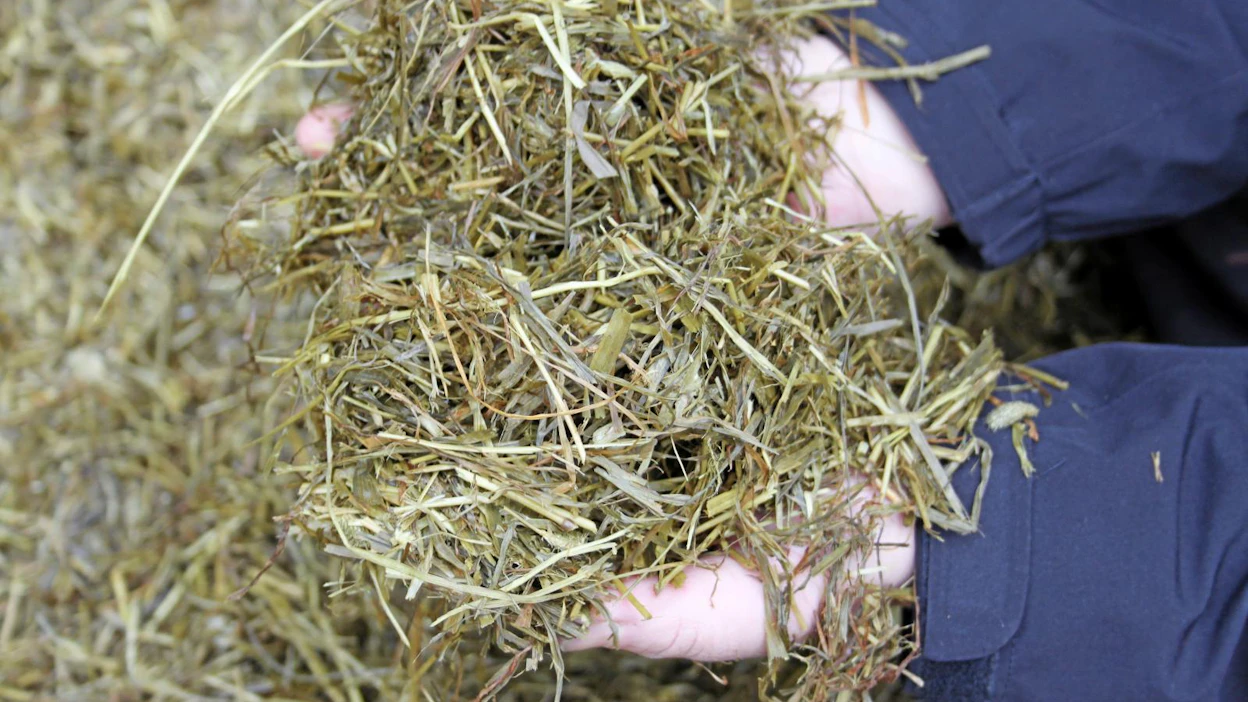 Ruokinnan suunnittelussa on hankalana vuonna tärkeää miettiä, miten rehut jaetaan eri eläinryhmien kesken. Lypsykarjalle säästetään tietysti paras säilörehu.