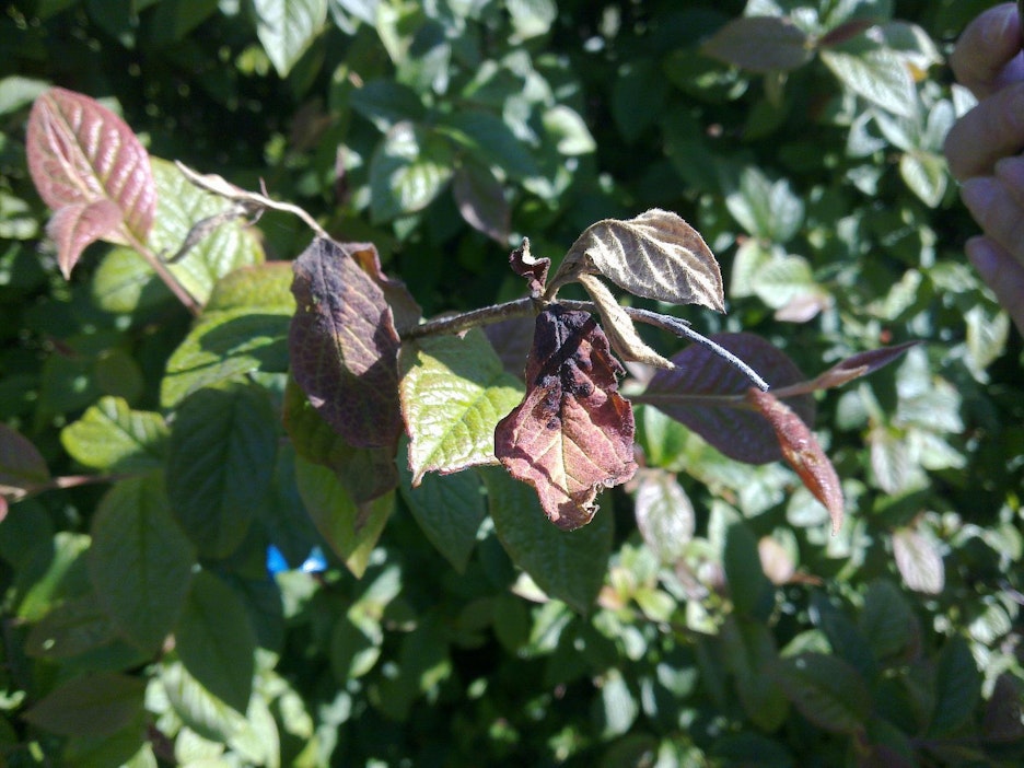 Tulipoltteen oireet näkyvät ensimmäiseksi nuorissa lehdissä.