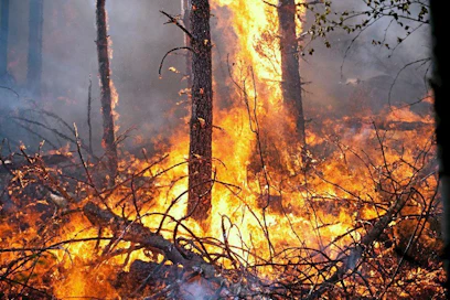 Metsäpalojen hallinta vie yhä suuremman osan valtion metsäviraston varoista Yhdysvalloissa.