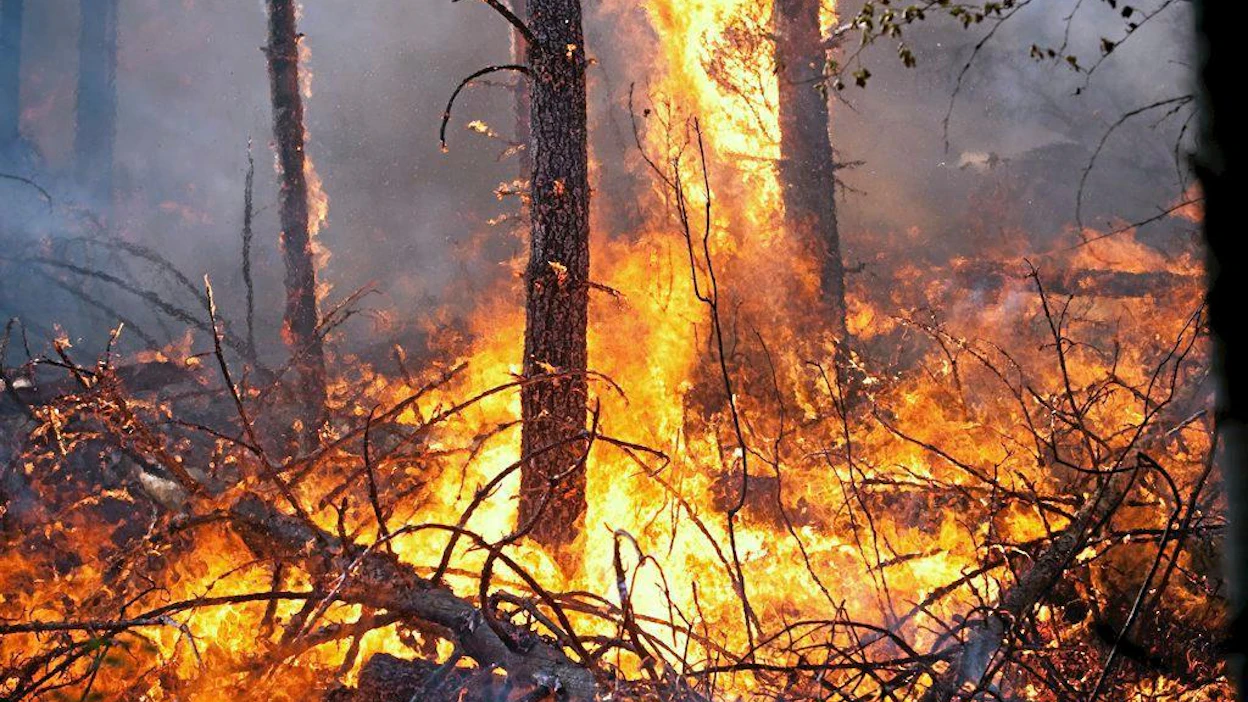 Metsäpalojen hallinta vie yhä suuremman osan valtion metsäviraston varoista Yhdysvalloissa.