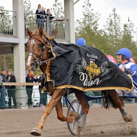 Kuvassa Nordic King-voittajana juhlittu Välähdys on Teivon T76-kierroksen pelatuin hevonen reilun 90 prosentin peliosuudellaan.