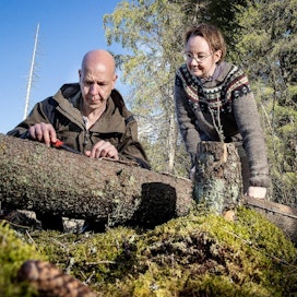 Metsänhoidon asiantuntija Pekka Kuitunen etsi kirjanpainajahyönteisiä kaatuneen kuusen kuoren alta Kouvolassa. Myös Marika Hännisen metsät sijaitsevat lähellä.