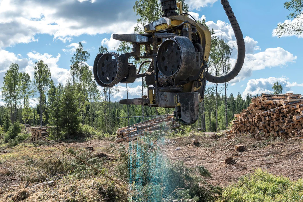 Koneellisessa korjuussa juurikäävän käsittelyaine ruiskutetaan suoraan kantoon kaadon yhteydessä.