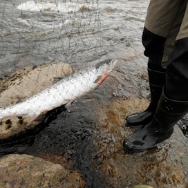 Tornionjoki on nykyisin yhtä suosittu virkistyskalastuskohde kuin Teno.