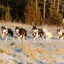 Mansikkaniemen yritys Arctic Expedition Huskies Oy järjesti koirakelkkaretken viime viikolla Nuuksiossa.