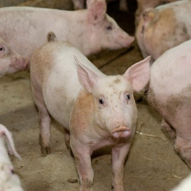 Valtioneuvoston asetuksen muutos korottaa sika- ja siipikarjatalouden Etelä-Suomen tuen kokonaismäärää noin 400 000 eurolla.