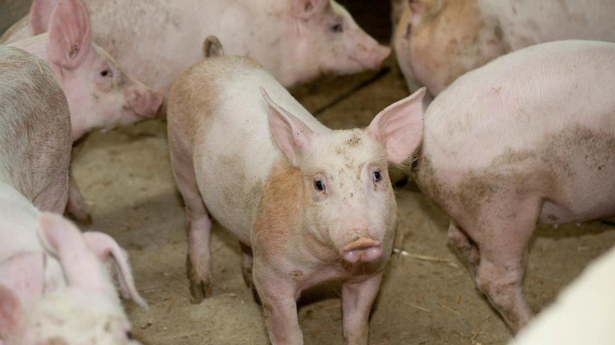 Valtioneuvoston asetuksen muutos korottaa sika- ja siipikarjatalouden Etelä-Suomen tuen kokonaismäärää noin 400 000 eurolla.