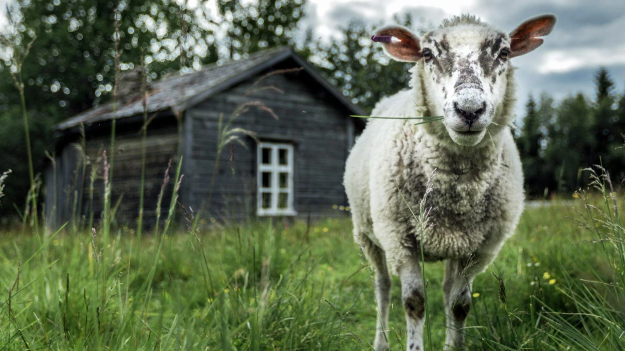Metsähallitus avaa muun muassa luontokeskukset ja perinnetilat kesäkuun alussa. Lammas Rytivaaran kruununmetsätorpan pellolla. LEHTIKUVA/HANDOUT