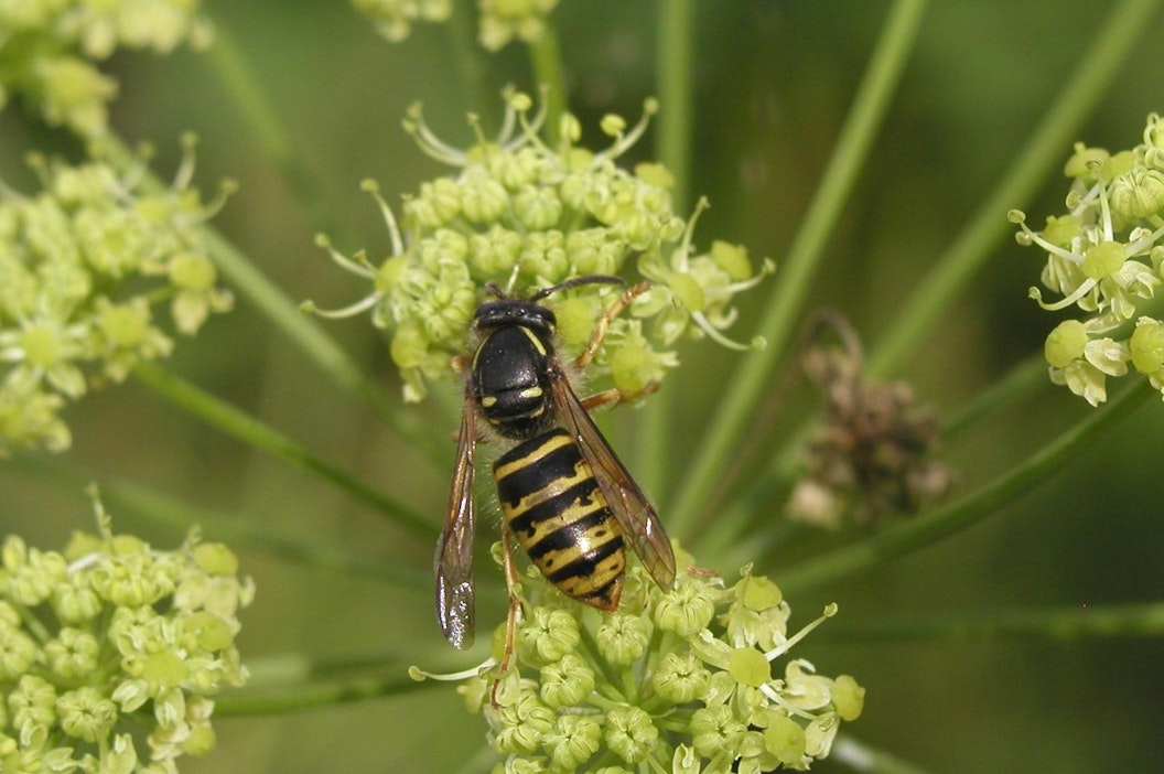 Elämänsä tarkoituksen menettäneet ampiaiset pörräävät nyt kiukkuisina.