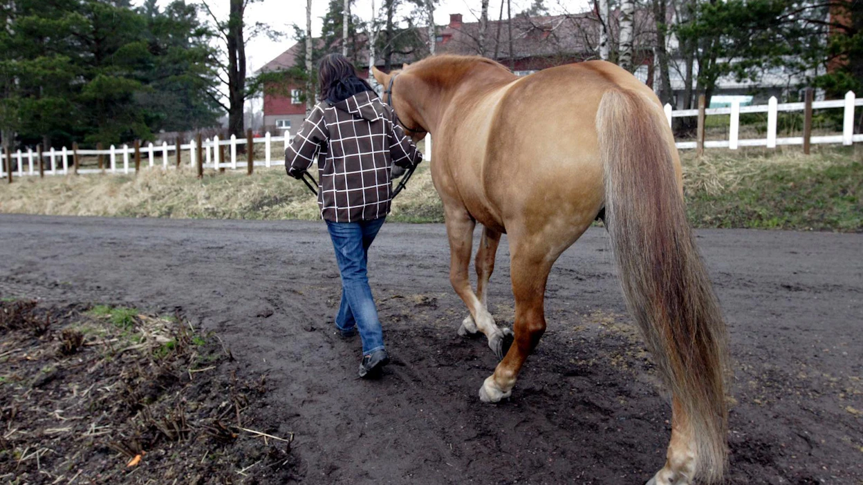 Varsinkin urheiluhevoset liikkuvat paljon, mutta hevosalalla on kiinnitetty sangen vähän huomiota tautisuojaukseen. Siksi valmiusharjoituksen aiheeksi valikoitui afrikkalainen hevosrutto.