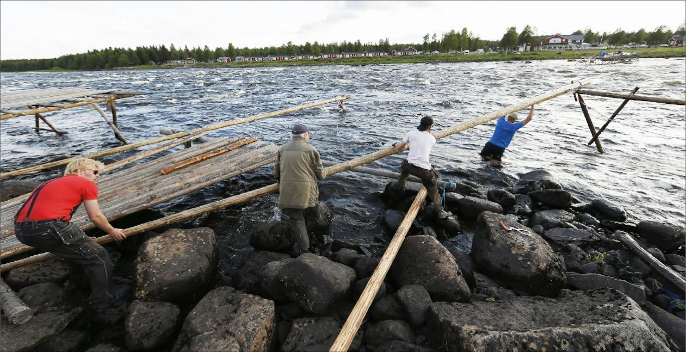 Kukkolankosken lippomiehet asensivat torstaina pitkän krenkun selkäpuuta paikoilleen. Krenkun jalkojen on asetuttava tukevasti kosken kivien väliin. Kuvassa Jarno Jääskeläinen (vas.), Kalervo Liisanantti, Janne Keränen, Markku Kasala. Pekka Fali