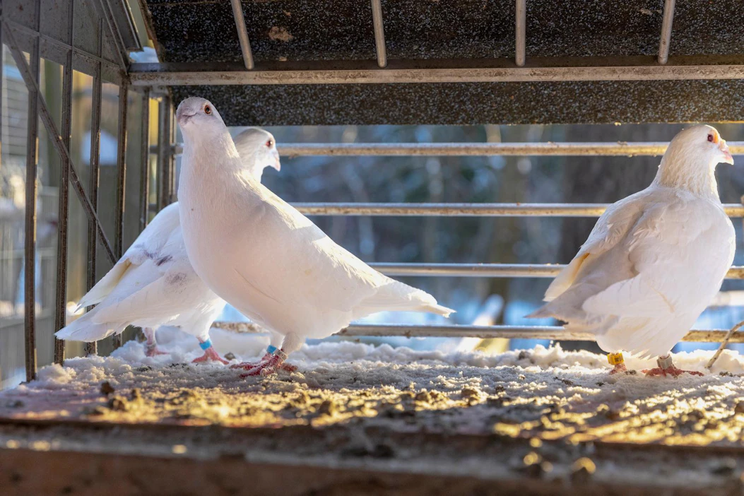 Uroskyyhkyt lyöttäytyvät toisinaan keskenään yksiin. Nyt kimppaan liittyi myös naaras, jonka kanssa urokset parittelivat. Takana ole kyyhky on toinen poikasista.