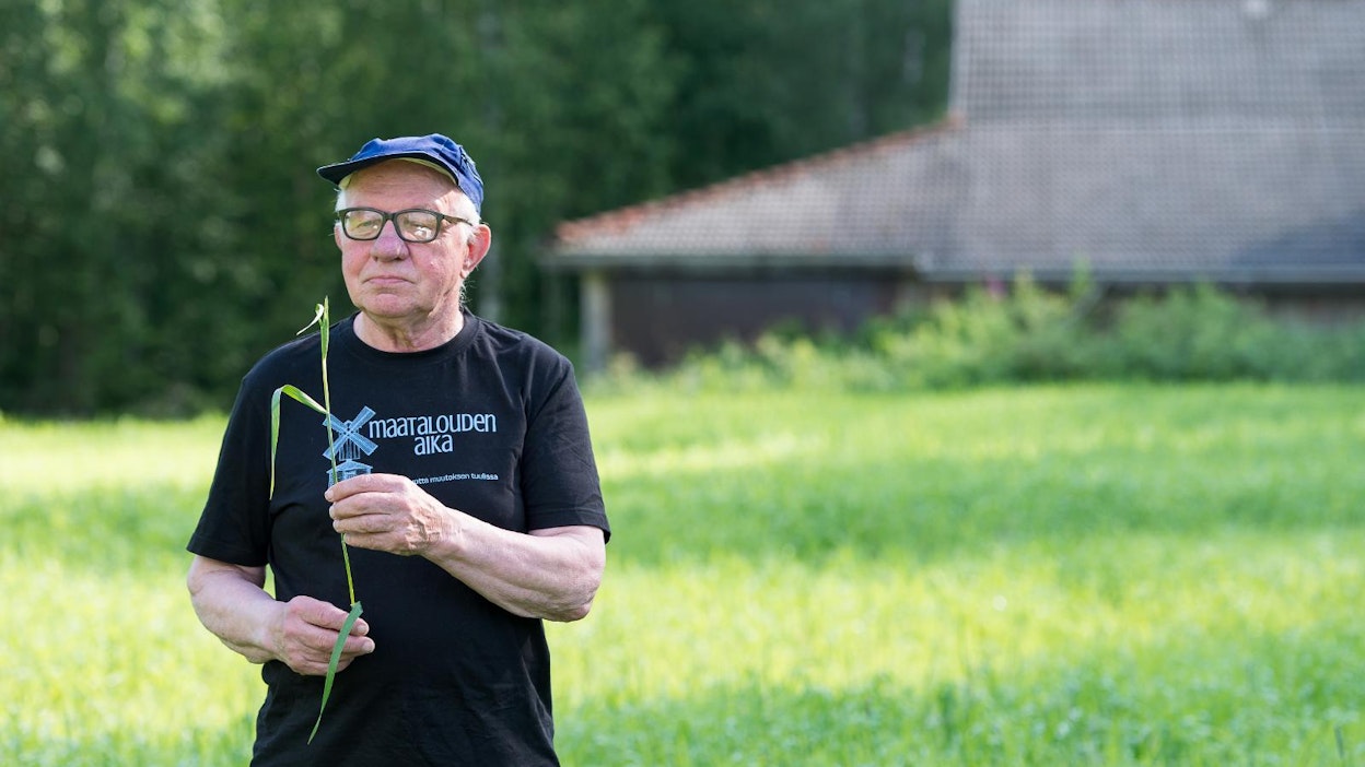 Laitisen luomutilan lisäksi Jorma-ohraa viljelee tällä hetkellä yksi sopimusviljelijä Kesälahdella, viljelijöitä saisi olla vielä lisää, toivoo Kalervo Laitinen.