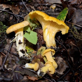 Sienisato on tänä vuonna jäämässä kokonaisuutena niukaksi, mutta sateet voivat tuoda hyvän syksysienisadon. Kuvassa kanttarelleja eli keltavahveroita.