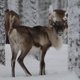 Metsäpeura on peuran villi alalaji, jota tavataan vain Suomessa ja Venäjän Karjalassa.