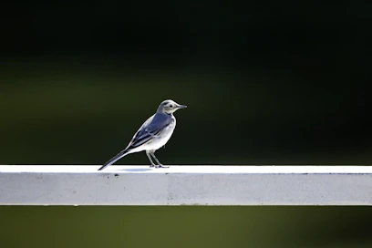 Etelä-Suomessa on tehty jo havaintoja västäräkeistä. Kuvituskuvaa. LEHTIKUVA / RONI REKOMAA
