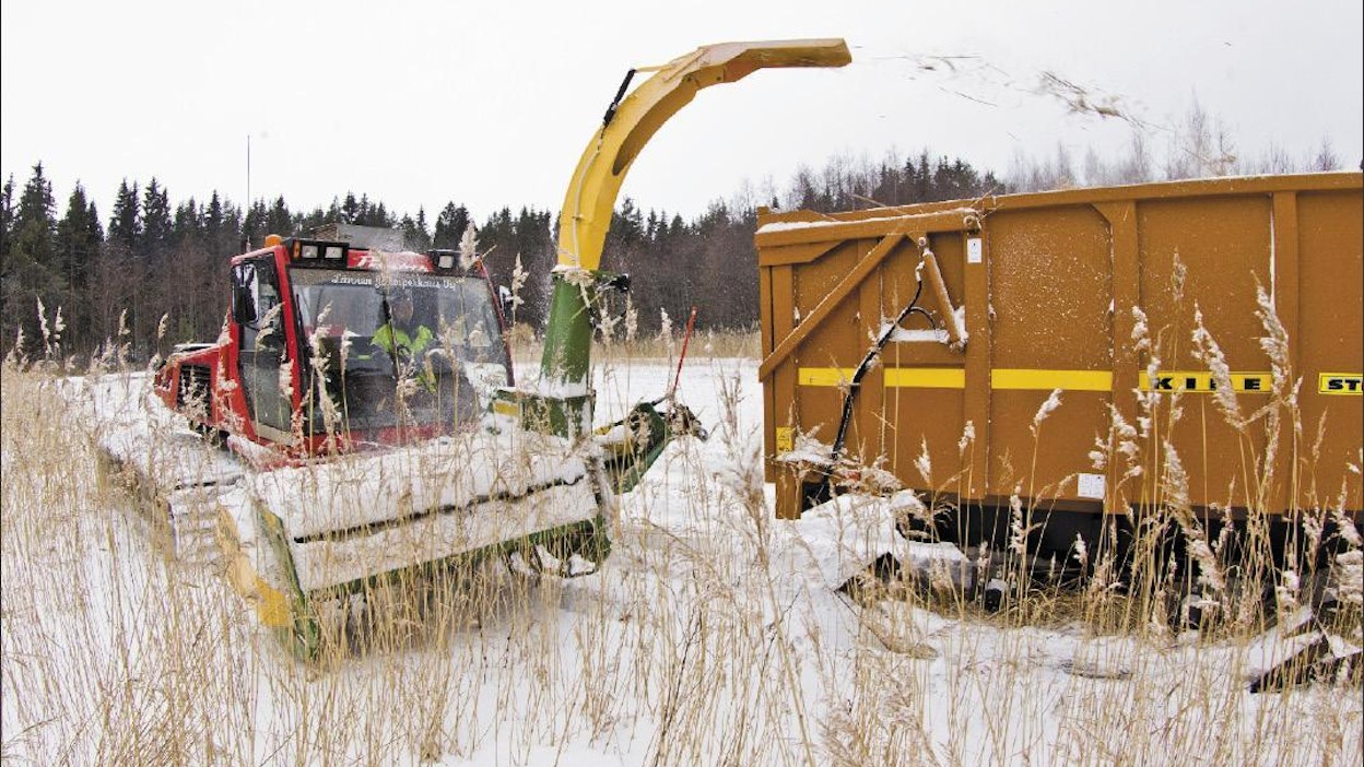 Lännen Järviperkaus valjasti kaksi rinnetampparia järviruo’on talvikorjuuseen. 12  hehtaarin ruovikosta kertyi 200 kuutiota ruokosilppua. Markku Vuorikari