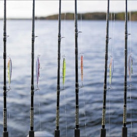 39 euron kalastonhoitomaksu oikeuttaa viehekalastukseen yhdellä vieheellä koko maassa. Sami Karppinen