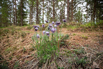 Toukokuun puolessavälissä myöhäiset yksilöt kukkivat vielä. Hämeenkylmänkukan kukinta-aika vaihtelee vuosittain hieman säästä riippuen.