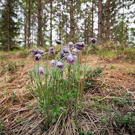 Hämeenkylmänkukka on rauhoitettu kasvi.