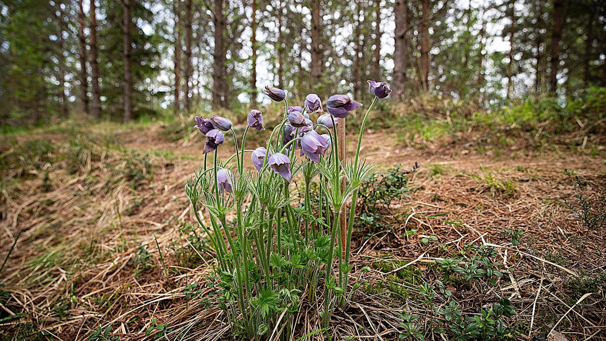 Toukokuun puolessavälissä myöhäiset yksilöt kukkivat vielä. Hämeenkylmänkukan kukinta-aika vaihtelee vuosittain hieman säästä riippuen.