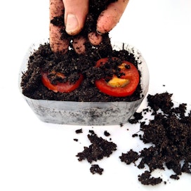 Nettiniksissä upotetaan multaan tomaatinsiivuja. Viipalekylvössä multaan päätyi testissä noin 30 siementä.