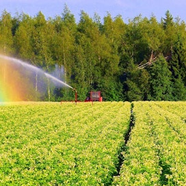 Helteinen kesä on aiheuttanut haasteita maataloudelle. MT:n lukija Matti Hietala kuvasi kuivan perunamaan kastelua Lohtajalla.