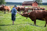 Upeita apilakasvustoja käytiin ulkomailtakin ihailemassa, Urho Kari kertoo. Karjalle rakennettiin pihatto jo vuonna 1974.
