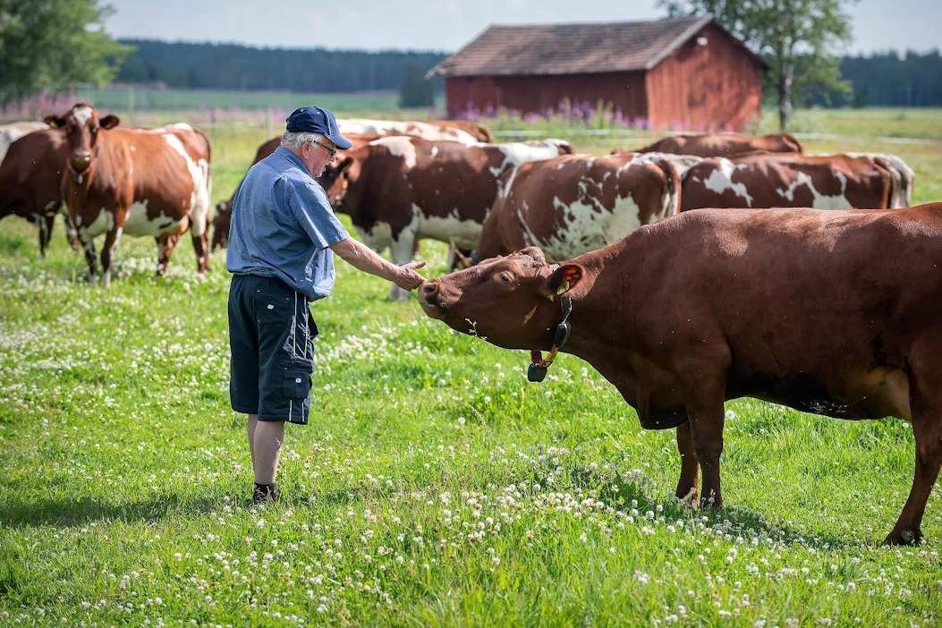 Upeita apilakasvustoja käytiin ulkomailtakin ihailemassa, Urho Kari kertoo. Karjalle rakennettiin pihatto jo vuonna 1974.