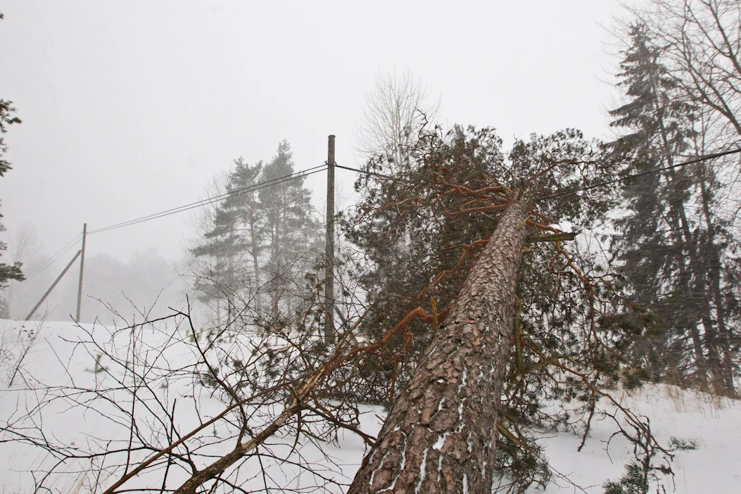 Myrskytuhoja kolmen vuoden takaa. Sähkölinjan päälle kaatunut puu 30.11.2012 Kirkkonummella.