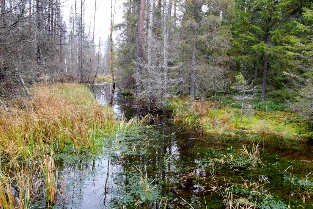 Ojituksia ja vesiensuojelua koskeva keskustelu jatkuu, kun tulevista metsätalouden tuista tehdään päätöksiä.