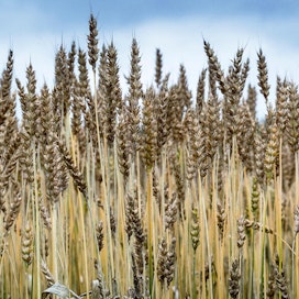 Keltaruosteen arvioidaan tuhoavan vehnäsatoa vuosittain viiden miljoonan tonnin, eli noin miljardin dollarin arvosta.