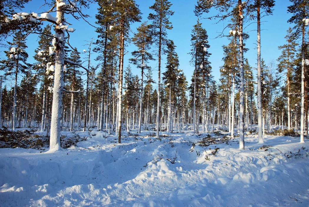 Pohjois-Suomen metsät huokuttelevat sijoittajia aiempaa enemmän.