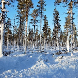 Pohjois-Suomen metsät huokuttelevat sijoittajia aiempaa enemmän.