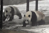Pandat Lumi ja Pyry ovat olleet Ähtärin eläinpuistossa vuodesta 2018 alkaen. LEHTIKUVA / HEIKKI SAUKKOMAA. 