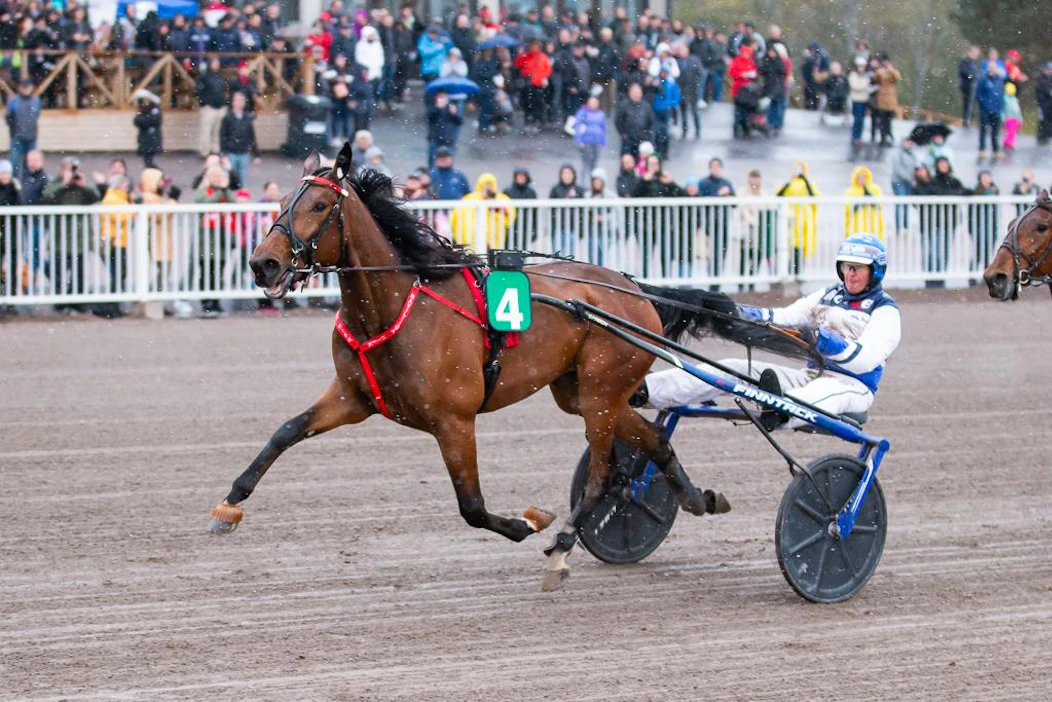 Mascate Match suuren voiton hetkellä, Derbyn loppumetreillä. Rattailla tietenkin valmentaja Pekka Korpi, joka on myös nykyisen kimpan siitosasiantuntija.