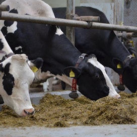 Holsteinin säkäkorkeus on viime vuosikymmenten aikana kasvanut noin kaksi millimetriä vuodessa.