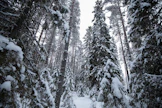Alue on mäntymetsää ja kangasta, ja Sanginjoella kasvaa erityisen paljon kuusia.