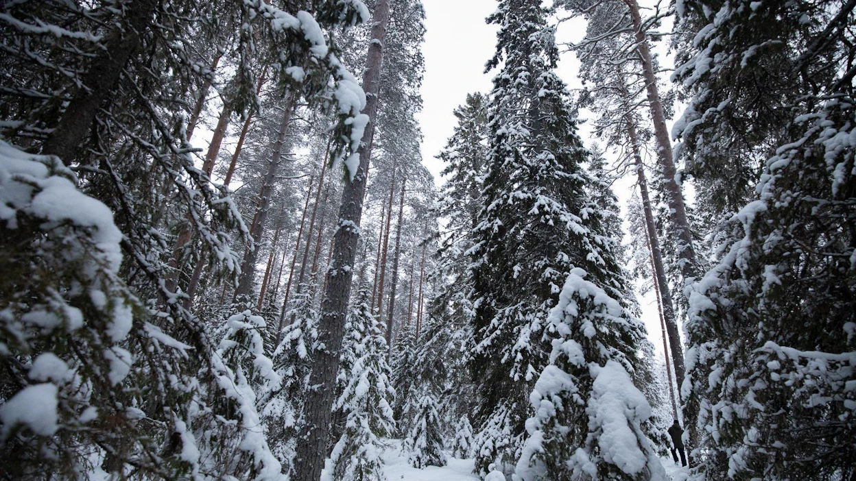 Alue on mäntymetsää ja kangasta, ja Sanginjoella kasvaa erityisen paljon kuusia.