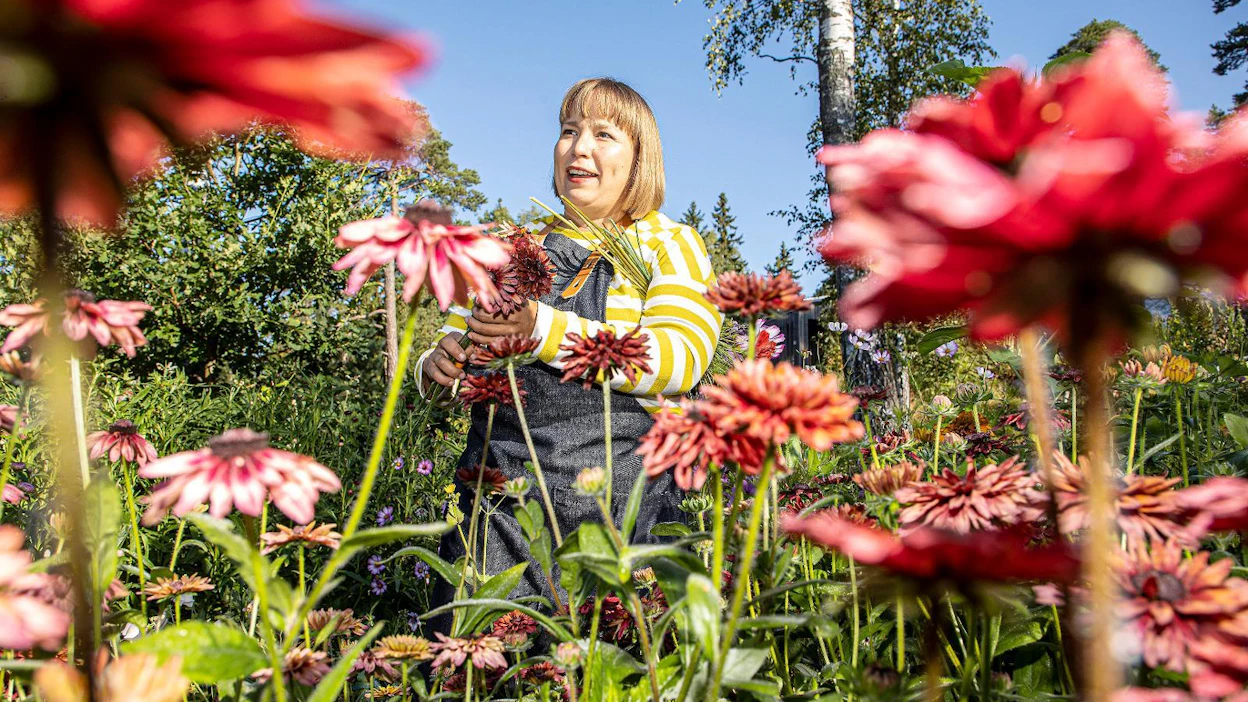 Sannaliina Monosen puutarhassa on satoja eri lajeja ja lajikkeita kukkia. Elokuun loppu puolella Monisilla Garden hehkuu ruskan väreissä.