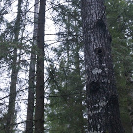 Liito-oravan pesäksi sopii esimerkiksi tikan puuhun tekemä kolo.